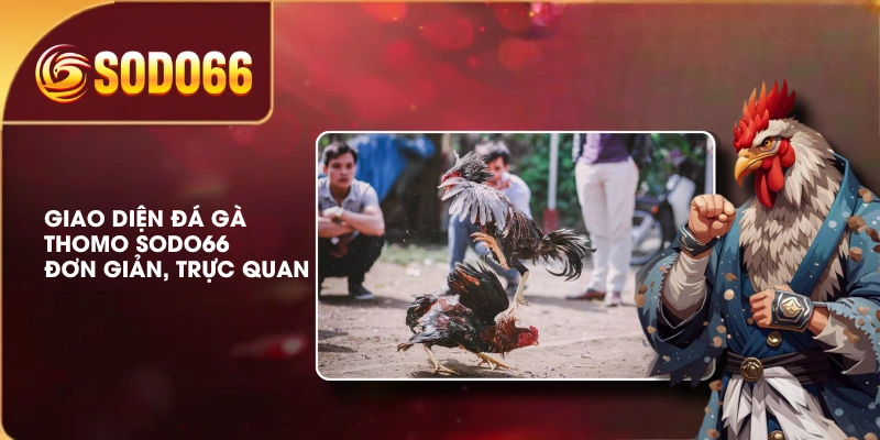 Đá Gà Thomo SODO66 Trực Tuyến Chất Lượng, Phát Sóng Full-HD 3 Giao diện đá gà Thomo SODO66 đơn giản, trực quan