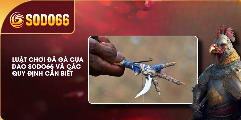 Luật Chơi Đá Gà Cựa Dao SODO66 Và Các Quy Định Cần Biết 3 Luật Chơi Đá Gà Cựa Dao SODO66 Và Các Quy Định Cần Biết